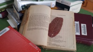 I finally found an edition old enough to serve for my Rare Books project. Inside was a pressed leaf that I can't bring myself to get rid of. Hope it's not harming the book. :)